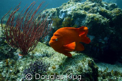 California Color. A garibaldi cruises past a gorgonian.  ... by Douglas Klug 